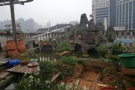在顶楼露台养花八年多，与大家分享这个“5防”，值得学习图片