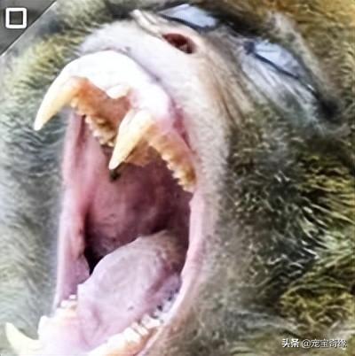 专业人士警告：不要去逗狒狒或猴子，无论是在动物园还是野外
