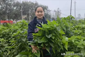 蛋白含量是苜蓿的2倍，营养好，可耐寒零下40度，种一次能割30年图片