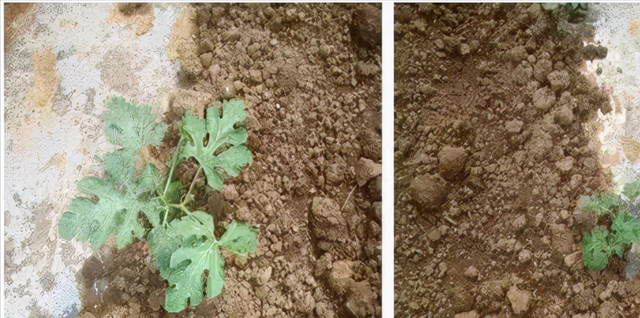 鱼蛋白假货多！鱼蛋白鱼龙混杂、价格差别大！教你轻松识货不走眼