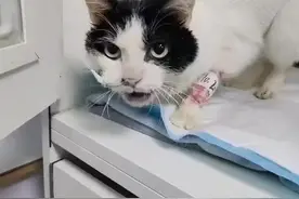 养猫丨自发性膀胱炎！自治这样做🉑️图片