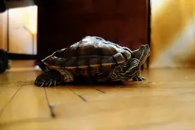 天哪！乌龟拒绝吃龟粮的原因让人大跌眼镜！图片