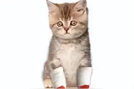 去爪术——最残忍的猫咪手术！如此狠心为何还要养猫？图片