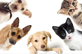 养猫和养狗，过的是不一样的人生图片