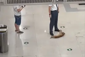 流浪狗跑地铁站里“蹭空调”，冲工作人员露肚皮：我可以避会暑吗图片