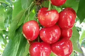 盘点当下最火樱桃新品种的优缺点图片