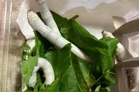 蚕宝宝要结茧的征兆图片