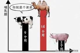 为什么有牛奶、羊奶，却没有猪奶？奇怪又羞耻的知识增加了图片