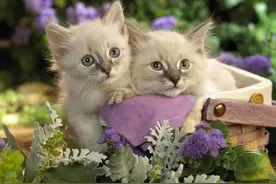 喜欢嗑男男爱情的一群女子——腐女图片