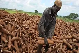 木薯明明有毒，为啥非洲人还大量种植？天天当饭吃不怕中毒吗？图片