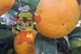 柑橘壮果肥什么时候施好？邓大哥案例图片