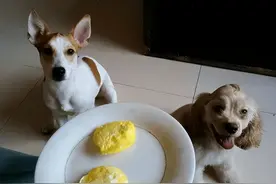 狗狗食物篇：适合给狗狗吃的食物，你喂过几种？图片