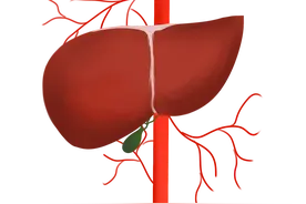 动物肝脏能补铁，但重金属含量也高，宝宝到底能不能吃？图片