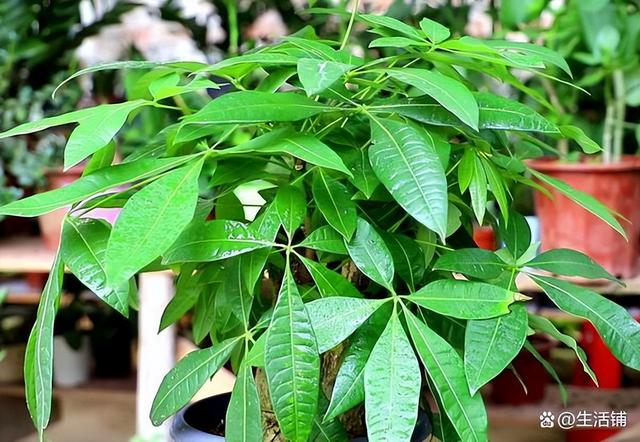 发财树的养殖方法和注意事项，4个技巧，茂密葱绿长老高