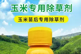 玉米苗后除草剂：怎么喷更科学？掌握4防2窍门，效果更好药害更小图片
