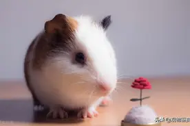 荷兰猪能吃吗，荷兰猪为什么能吃，荷兰猪是什么动物图片