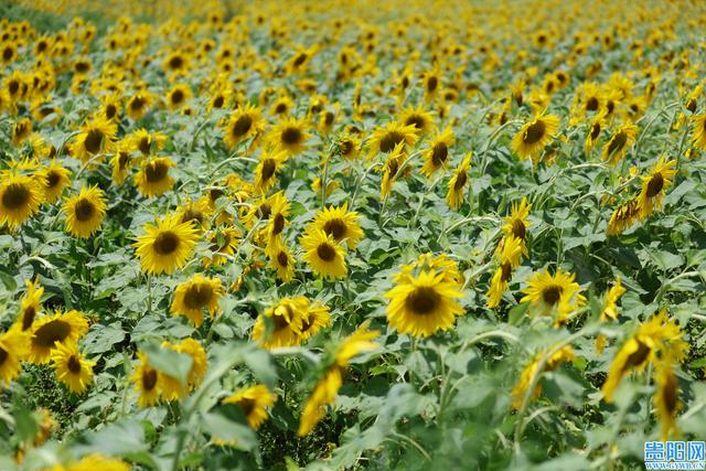 【图集】花溪新关村的向日葵花海盛放，快来打卡！