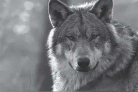 狼这种动物到底有多可怕？它的命门在哪里？图片