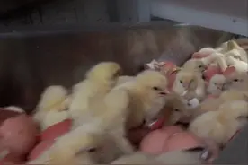 美国每年3亿只小鸡，开局先验性别、然后排队被粉碎，做成猫粮图片