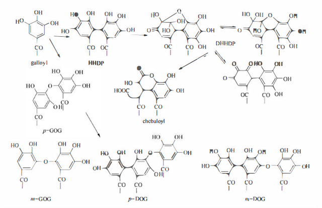 植物功效成分-鞣质