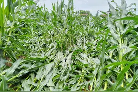 玉米遭受狂风暴雨虐待，农民心疼，农民期盼倾倒玉米能够站起来图片