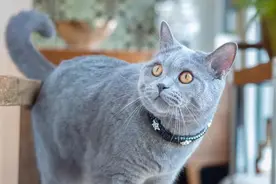 盘点7种不常见的蓝猫品种图片