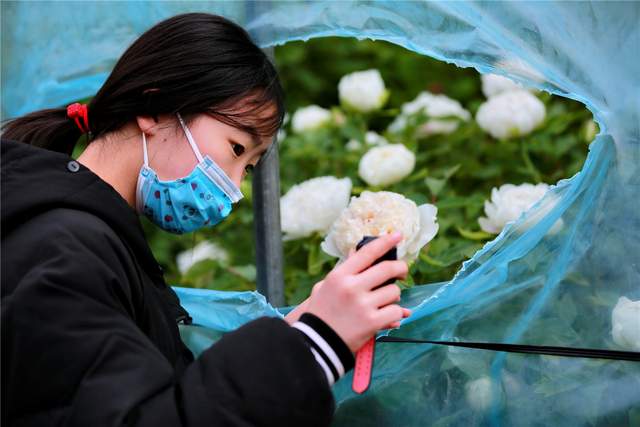 中国洛阳牡丹文化节每日花情专题播报之一含苞欲放