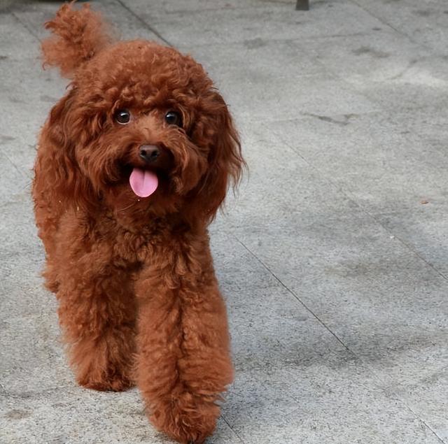 泰迪犬认不认主，看这几个地方就行