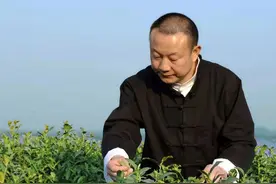 河南信阳新茶采摘在即 网络直播助力新农人招工销售践行乡村振兴图片