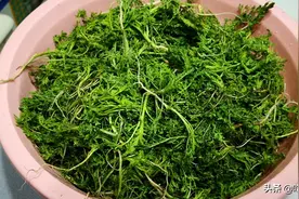 这菜全身都是宝，很多人却当草，营养极高，好吃不贵，拌着吃最香图片