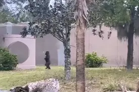 动物园大猩猩被发现直立行走！是进化了吗？图片