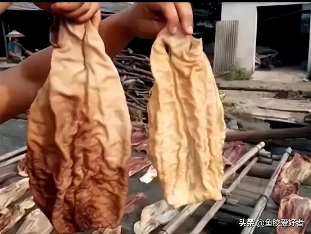 鲨鱼胶图片 2025年鲨鱼胶图片大全大图真实