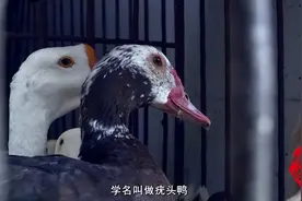 鸭子的吃法，余庆人最知道！图片
