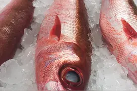 哇！海南紫雕鱼及做法，太香了吧图片