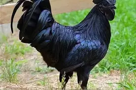 世界上最珍贵的6种鸡，中国名鸡仅排末尾，榜首1只鸡就能换套豪宅图片