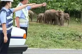 云南母象 复仇记 残杀农妇 结果出乎人意料图片