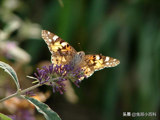 蝴蝶王国