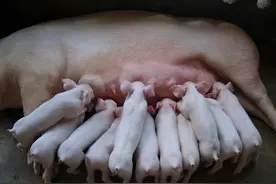 母猪有多少个乳房？挑母猪的时候要注意哪些方面？看这里啊！图片