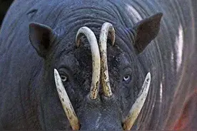 印尼海岛出现奇怪野猪，獠牙能长至戳穿自己的头骨，看起来心疼！图片