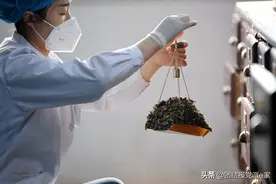 抗疫有“方”——说说新冠肺炎疫情中的中医药担当图片