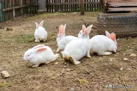 “散养兔”一亩地可以养多少只兔子图片