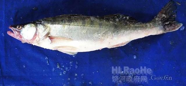 鱼鳞皮肤上有一棱