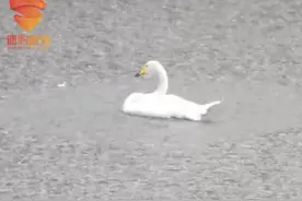 济南动物园突降暴雨，天鹅在湖中原地转圈，网友：这只天鹅好像会摊煎饼图片