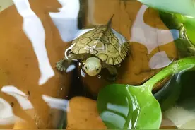 居然有饲养龟苗零损耗的好方法？图片