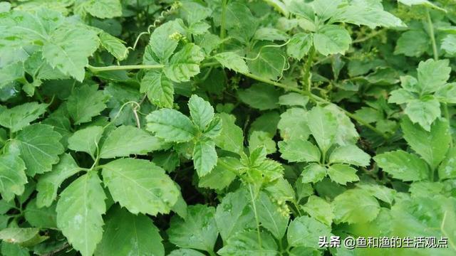 踏春必备“百草图”之三，身边那些有价值的野草，你能认识几种？