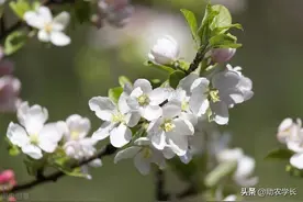 教你种植小技巧，果树只开花不结果怎么办？记住这个小配方就行图片