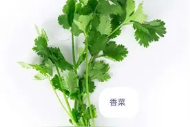 中药古今研究：芫荽图片