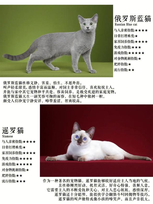 十大热门短毛猫品种合集！你准备养猫吗？准备养一只什么猫？