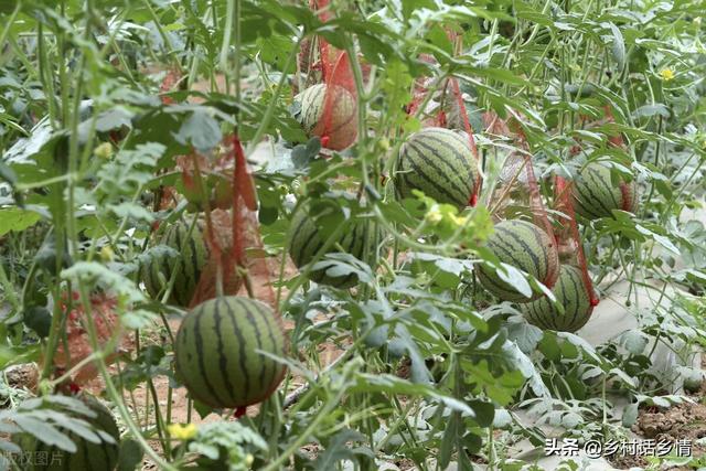 磷酸二氢钾混合红糖和食醋做肥料，效果神奇在哪里？你知道吗