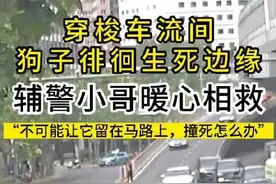 小狗穿梭车流间 辅警小哥及时出手图片